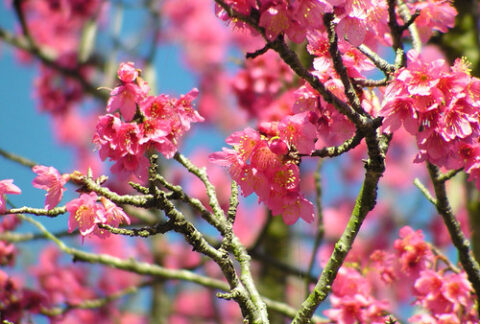 Obstbäume im Garten