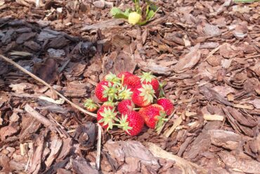 Stauden sind bienenfreundlich