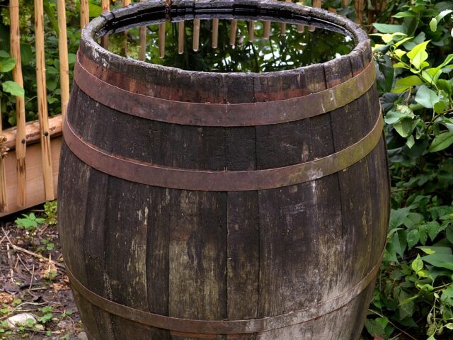 barrel rainwater water watering 4431785