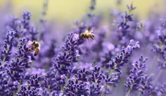 lavenders bees pollinate 1537694