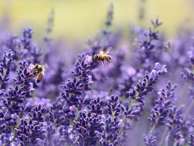 lavenders bees pollinate 1537694
