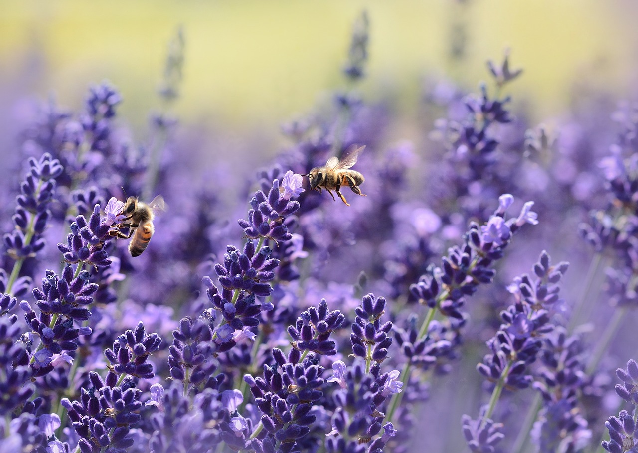 lavenders bees pollinate 1537694