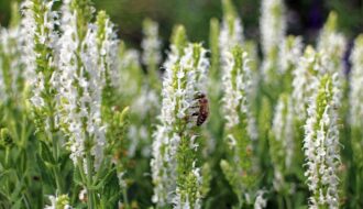 sage white garden sage shrub 373845