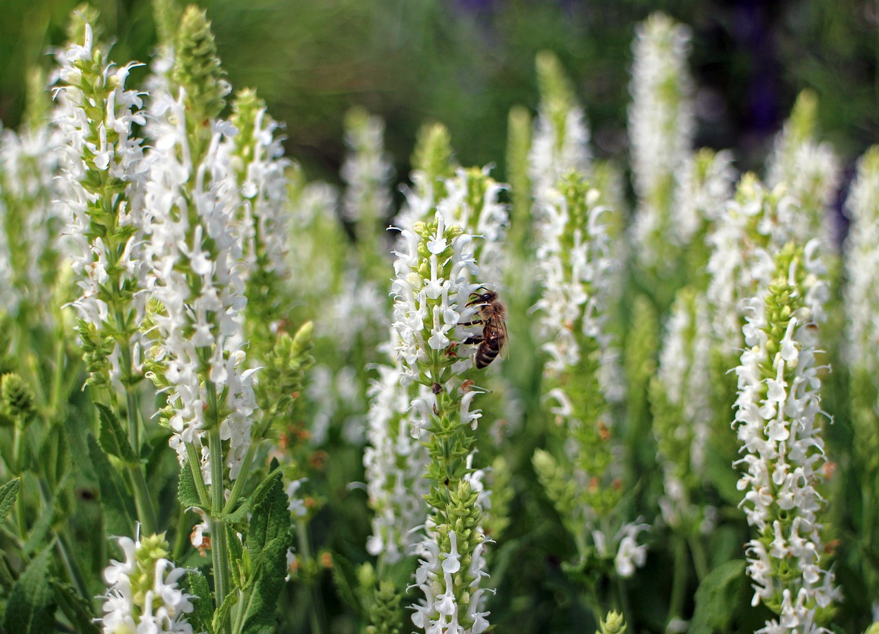 sage white garden sage shrub 373845