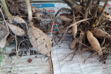 🌱 Protest jetzt – Kleingärten retten! 🌱