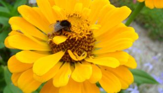 blume hummel gelb sommer 4862044