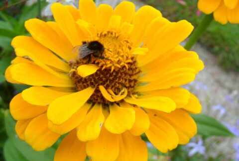 blume hummel gelb sommer 4862044