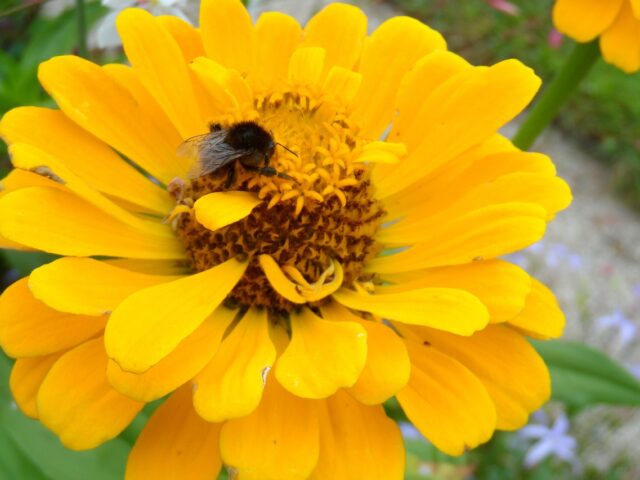 blume hummel gelb sommer 4862044