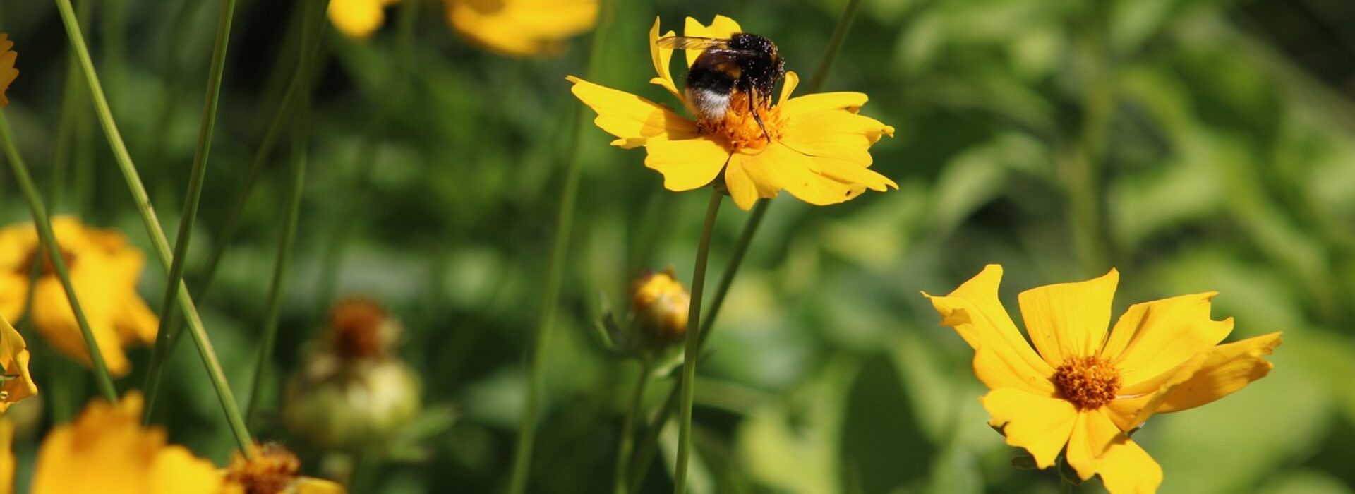 flowers petals bee wings insect 5482113
