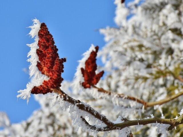tree blossom bloom winter heaven 1944565