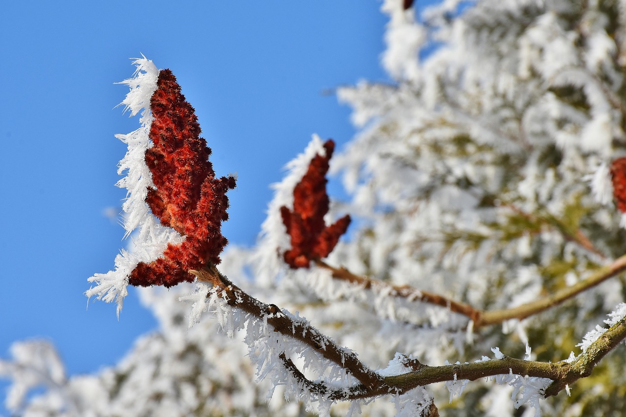 tree blossom bloom winter heaven 1944565